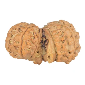 10 Mukhi G.S & Ganesh 31.8mm 4.47gm - Rudraksha back