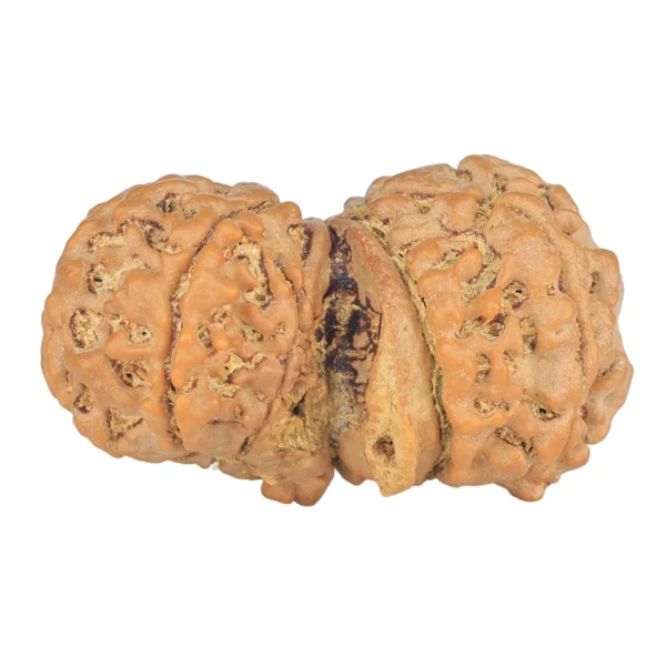 10 Mukhi G.S & Ganesh 31.8mm 4.47gm - Rudraksha back