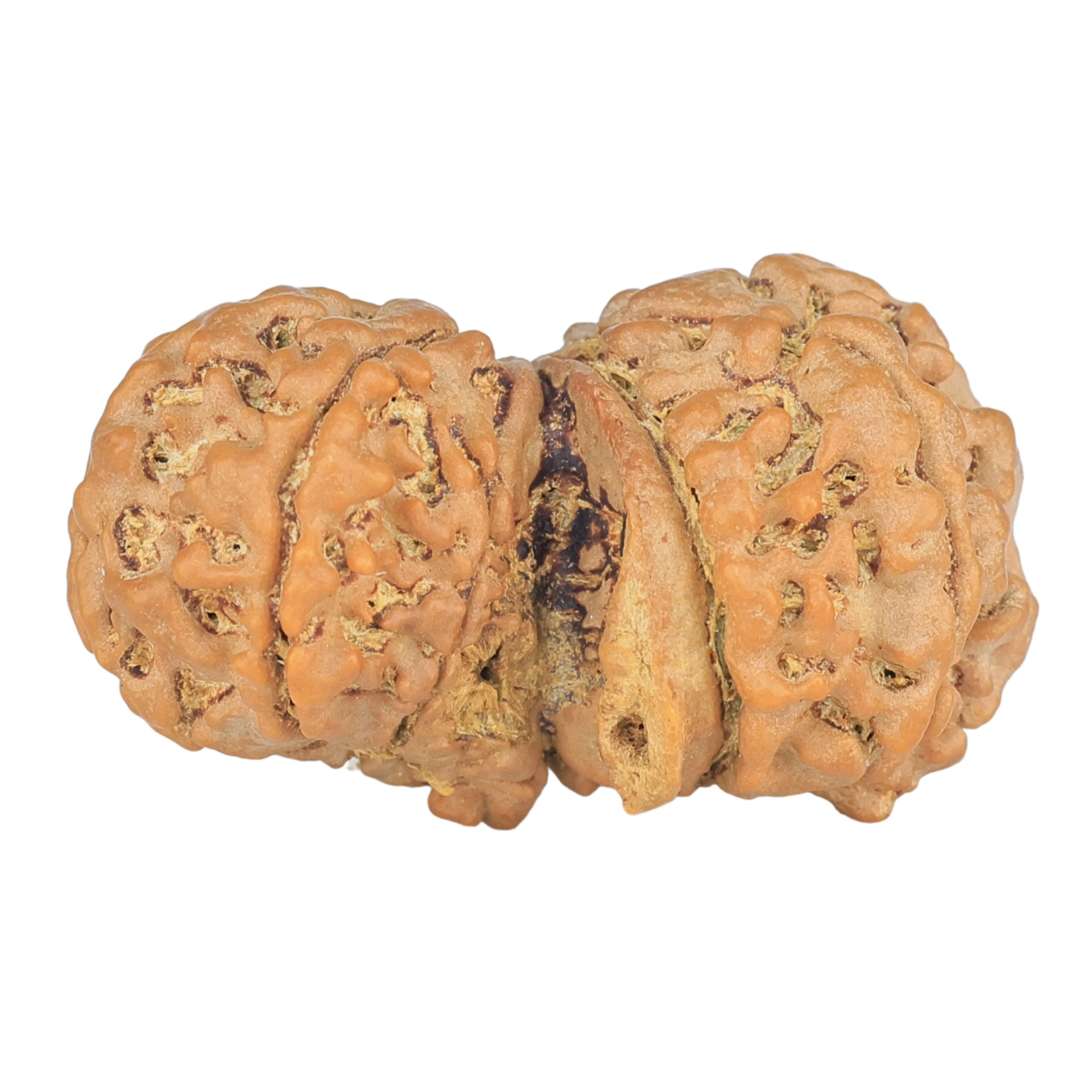 rudraksha_back_image-_fvC_.jpg 10 Mukhi G.S & Ganesh 31.8mm 4.47gm - Rudraksha back