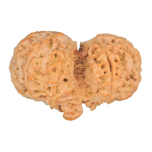 10 Mk Gaurishankar 38.3mm 9.09gm - Rudraksha back