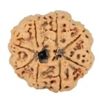 8 Mukhi Rudraksha 29.3mm 7.69gm - Rudraksha back