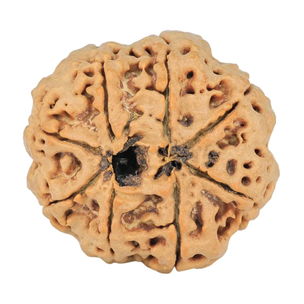 8 Mukhi Rudraksha 29.3mm 7.69gm - Rudraksha back