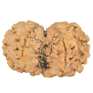 7 MK Gaurishankar 22.8mm 2.02gm - Rudraksha back