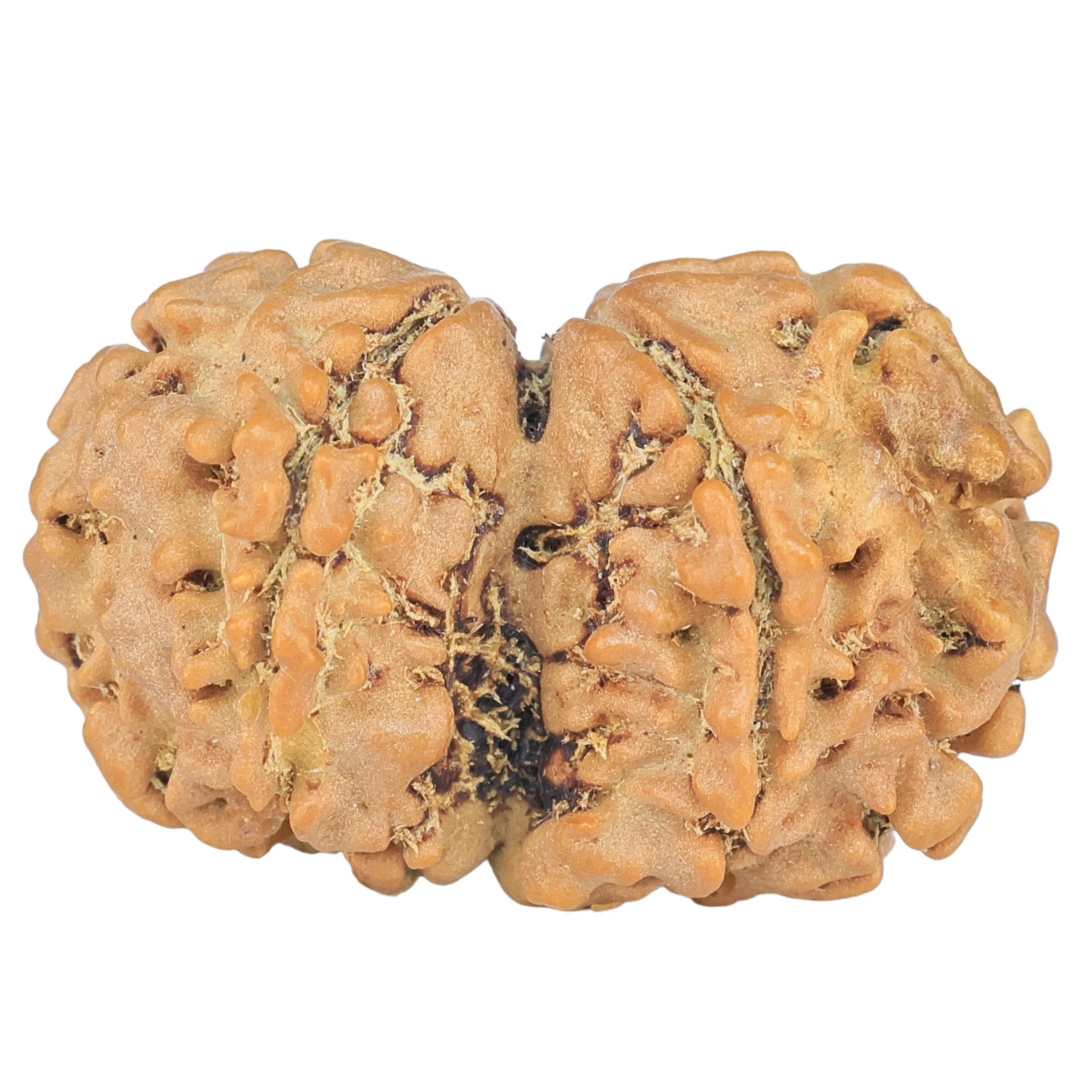 7 MK Gaurishankar 22.8mm 2.02gm - Rudraksha back