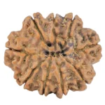 9 Mukhi Rudraksha 26.3mm 4.65gm - Rudraksha back