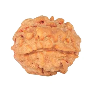 1 Mukhi Rudraksha 18.3mm 2.13gm - Rudraksha back