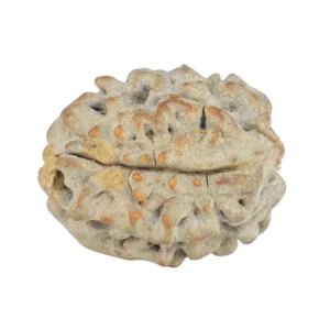 1 Mukhi Rudraksha 19.7mm 2.29gm - Rudraksha back