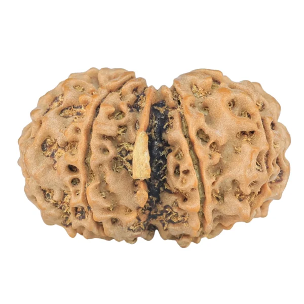 8 Mukhi G.S & Ganesh 29.1mm 4.21gm - Rudraksha back
