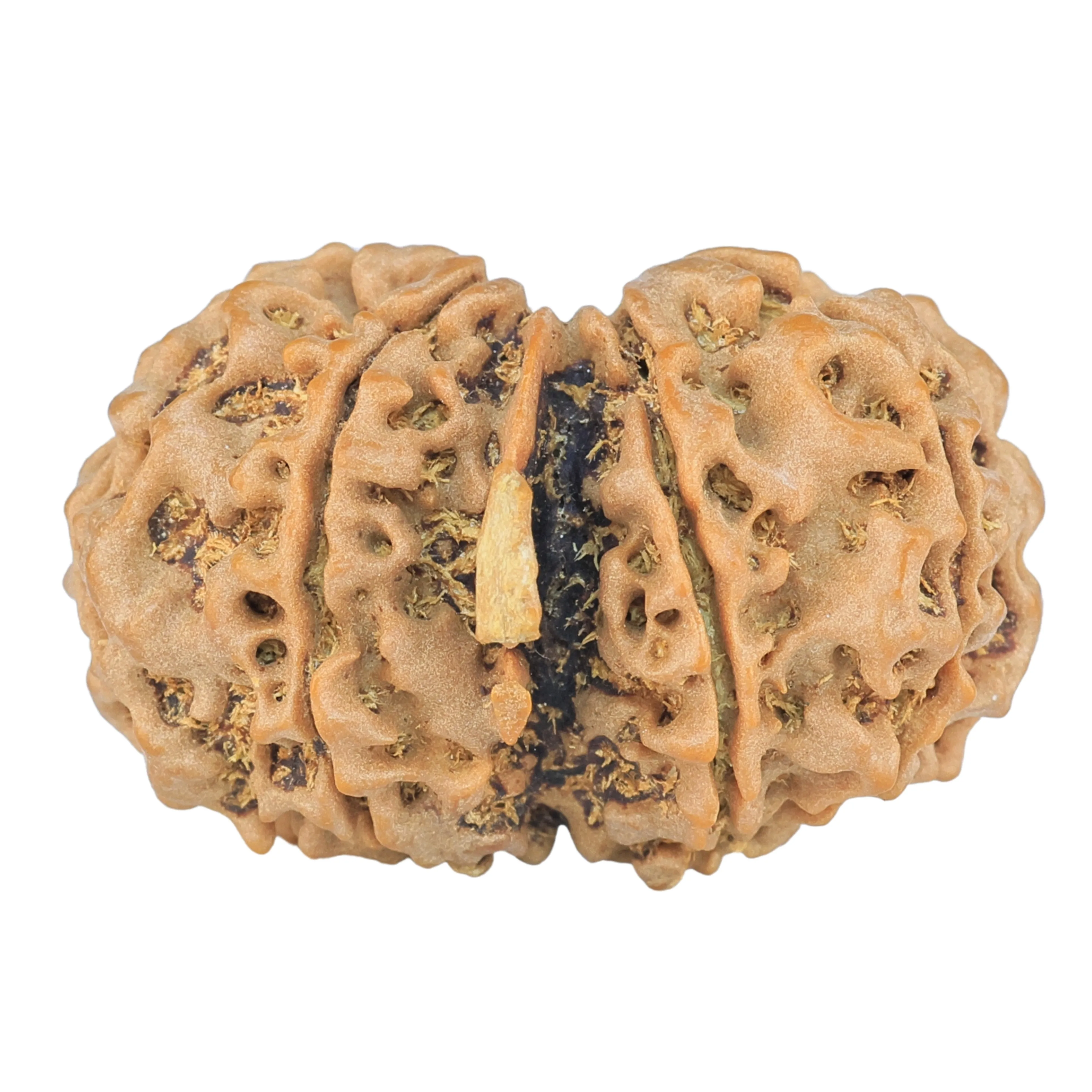 8 Mukhi G.S & Ganesh 29.1mm 4.21gm - Rudraksha back