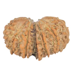 13 MK Gaurishankar 30.5mm 5.38gm - Rudraksha back