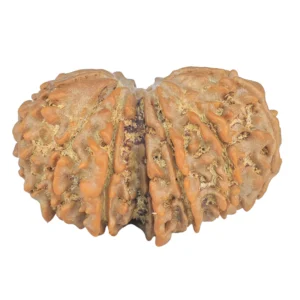 13 MK Gaurishankar 30.5mm 5.38gm - Rudraksha back