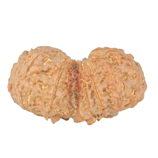 10 Mk Gaurishankar 40.1mm 9.72gm - Rudraksha back
