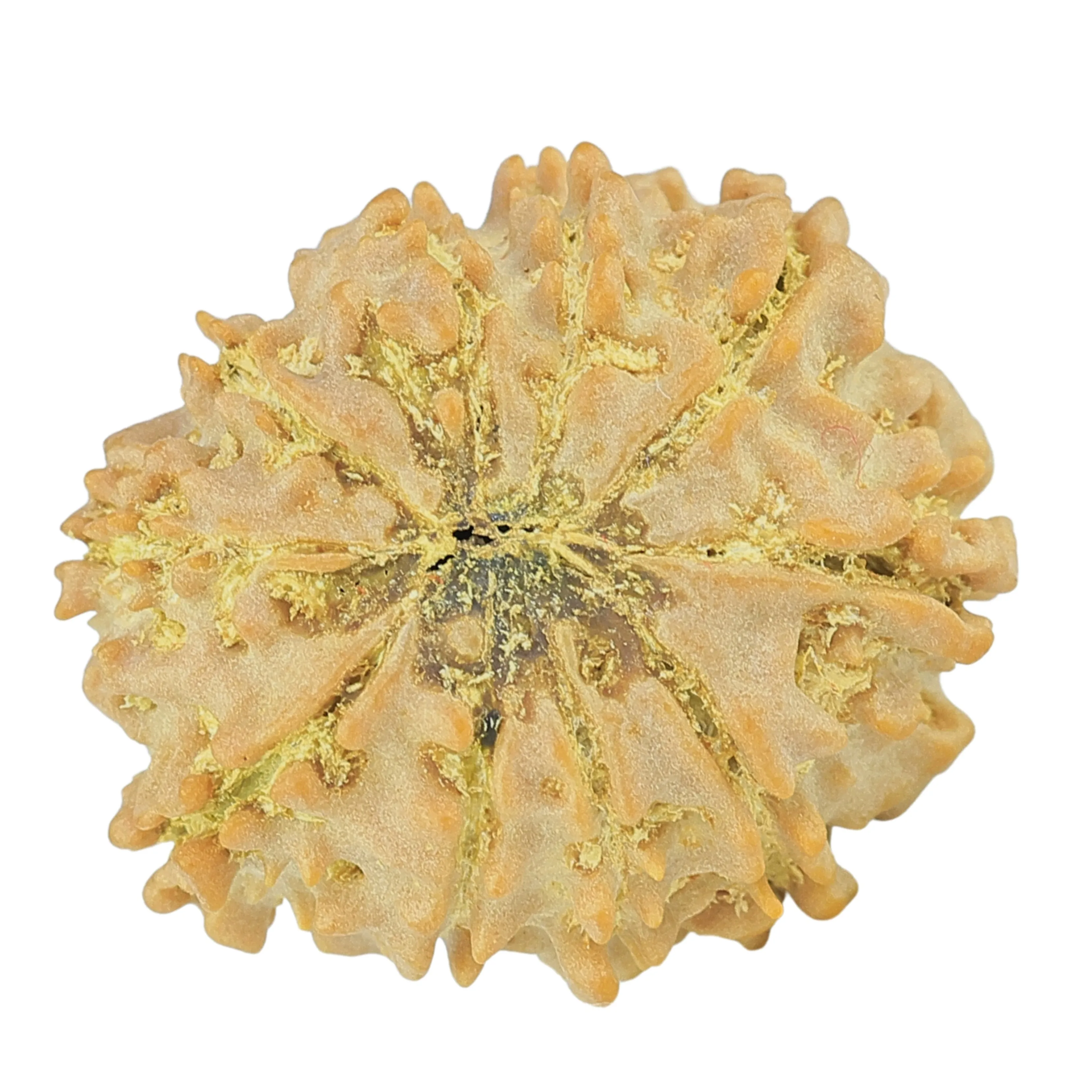 10 Mukhi Rudraksha 23.8mm 3.39gm - Rudraksha back
