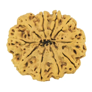 10 Mukhi Rudraksha 32mm 5.5gm - Origin: Nepal - Rudraksha back
