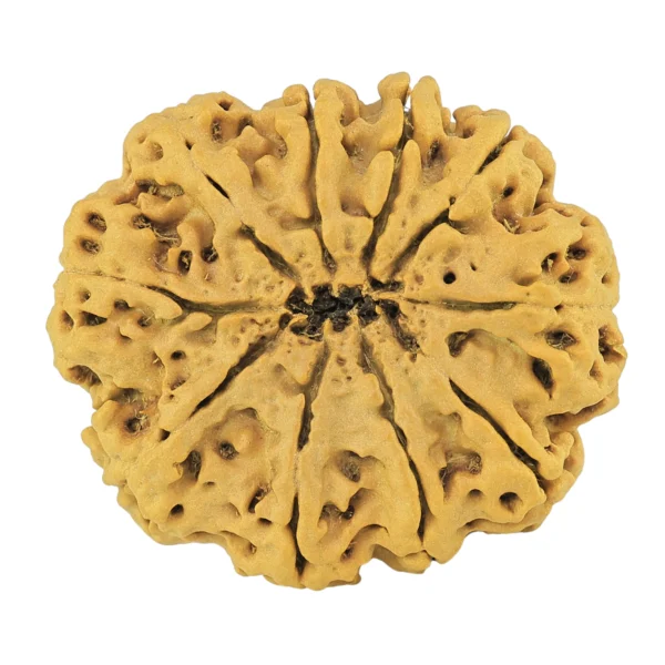 10 Mukhi Rudraksha 32mm 5.5gm - Origin: Nepal - Rudraksha back