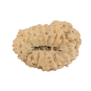 17 Mukhi Rudraksha 19mm 1.35gm - Rudraksha back