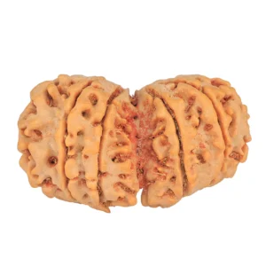 10 Mk Gaurishankar 40.4mm 9.56gm - Rudraksha back