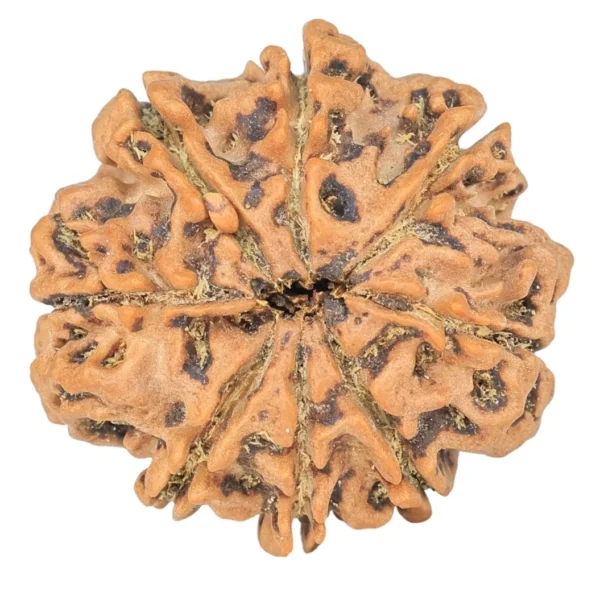 8 Mukhi Rudraksha 25.8mm 4.79gm - Rudraksha back