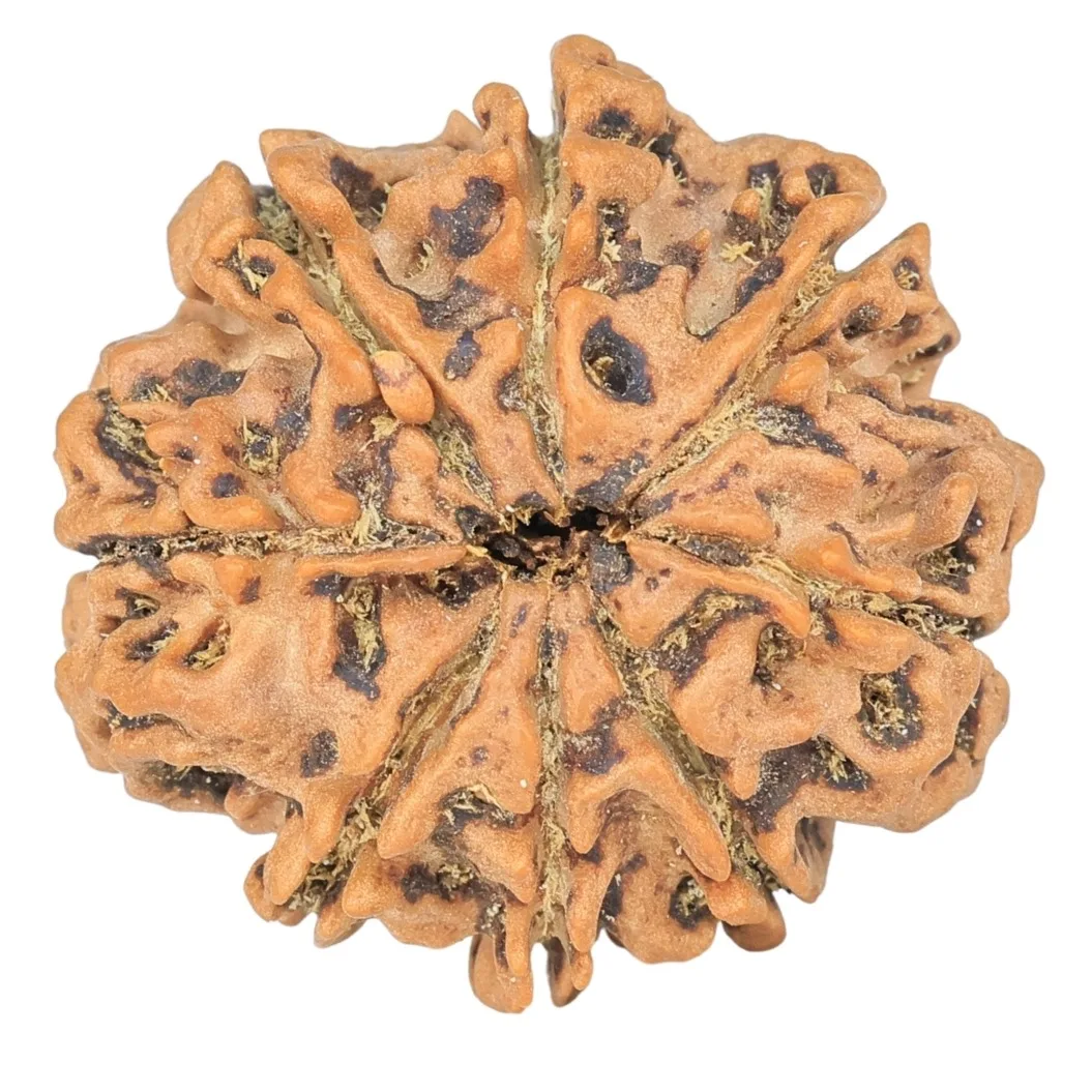8 Mukhi Rudraksha 25.8mm 4.79gm - Rudraksha back