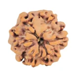 1MK(Underdeveloped) 22.1mm 3.31gm - Origin: Nepal - Rudraksha back