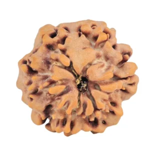 1MK(Underdeveloped) 22.1mm 3.31gm - Origin: Nepal - Rudraksha back