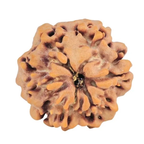 1MK(Underdeveloped) 22.1mm 3.31gm - Origin: Nepal - Rudraksha back