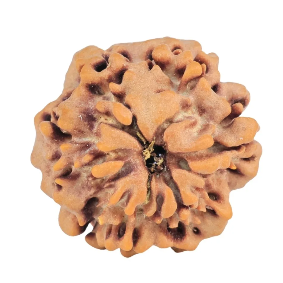 1MK(Underdeveloped) 22.1mm 3.31gm - Origin: Nepal - Rudraksha back