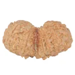 11 MK Gaurishankar 40.6mm 9.22gm - Rudraksha back