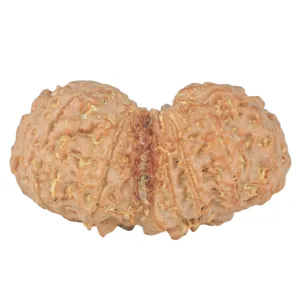 11 MK Gaurishankar 40.6mm 9.22gm - Rudraksha back