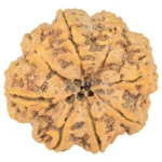8 Mukhi Rudraksha 33.2mm 8.21gm - Rudraksha back