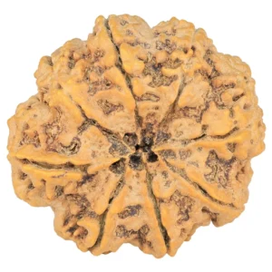 8 Mukhi Rudraksha 33.2mm 8.21gm - Rudraksha back