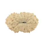 17 Mukhi Rudraksha 14.5mm 0.54gm - Rudraksha back