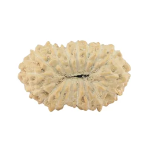 17 Mukhi Rudraksha 14.5mm 0.54gm - Rudraksha back
