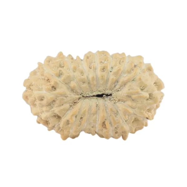 17 Mukhi Rudraksha 14.5mm 0.54gm - Rudraksha back