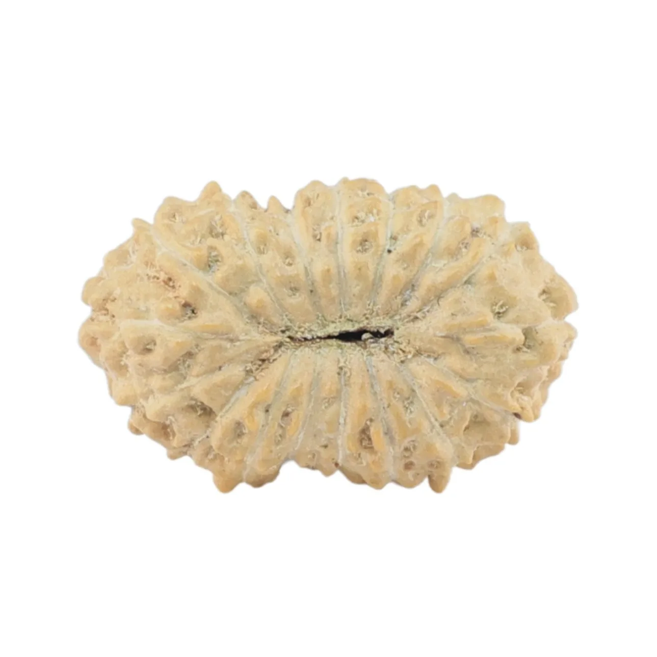 rudraksha_back_image-_q_r_.jpg 17 Mukhi Rudraksha 14.5mm 0.54gm - Rudraksha back