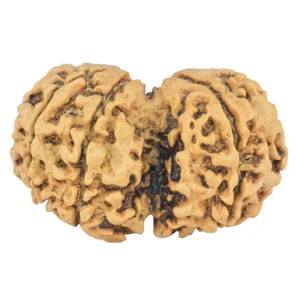 7 MK Gaurishankar 31mm 4gm - Rudraksha back