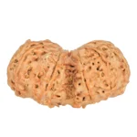 10 Mk Gaurishankar 39.9mm 8.83gm - Rudraksha back