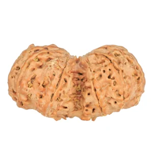 10 Mk Gaurishankar 39.9mm 8.83gm - Rudraksha back