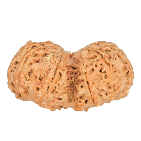 10 Mk Gaurishankar 39.9mm 8.83gm - Rudraksha back