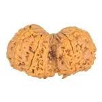 10 Mk Gaurishankar 40.7mm 9.38gm - Rudraksha back