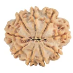 9 Mukhi Rudraksha 29mm 6.47gm - Rudraksha back