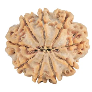 9 Mukhi Rudraksha 29mm 6.47gm - Rudraksha back