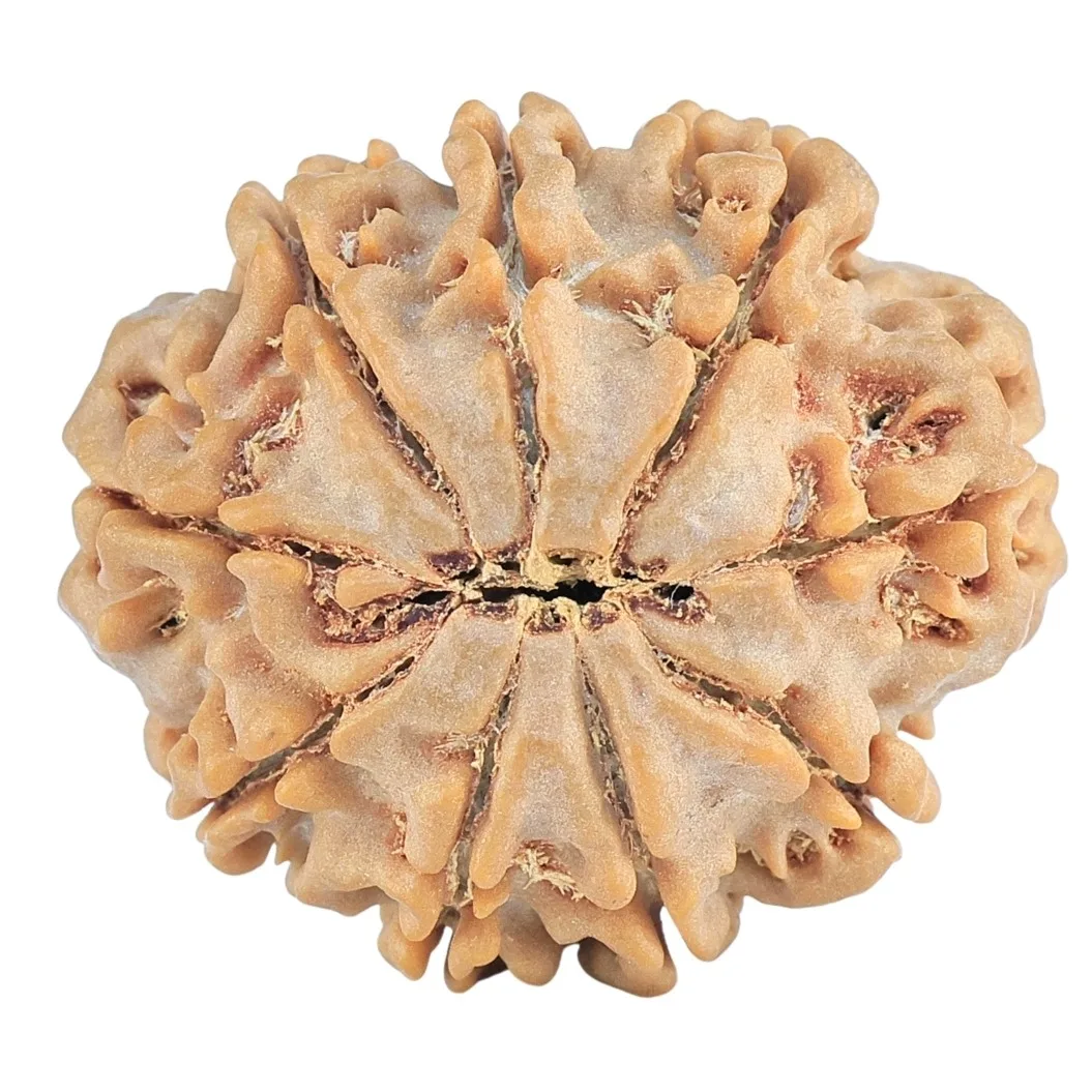 9 Mukhi Rudraksha 29mm 6.47gm - Rudraksha back