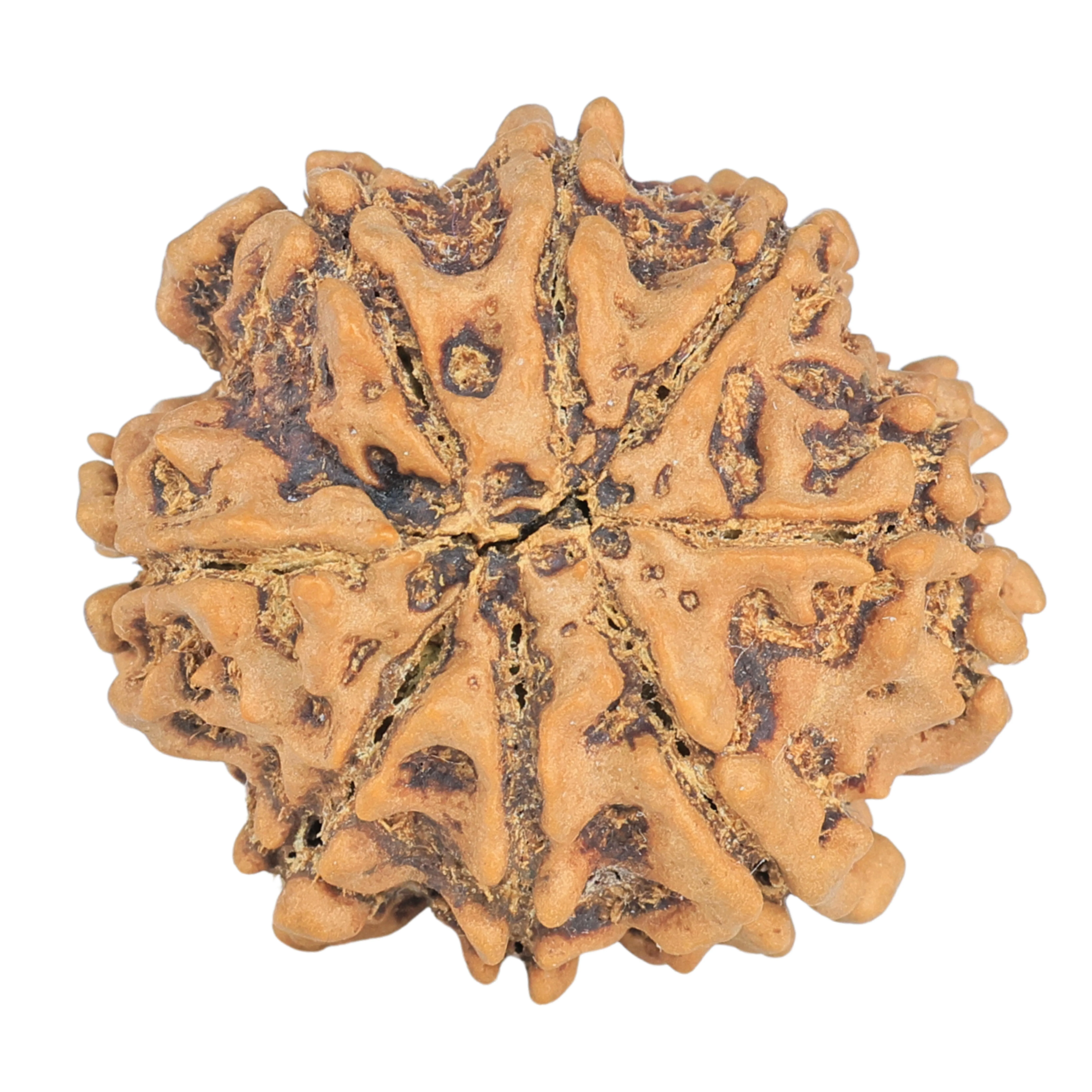 8 Mukhi Rudraksha 26.6mm 4.94gm - Rudraksha back