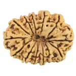 12 Mukhi Rudraksha 34.4mm 6.61gm - Rudraksha back
