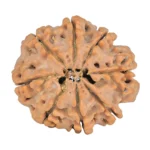 8 Mukhi Rudraksha 28mm 5.71gm - Rudraksha back