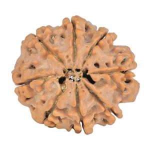 8 Mukhi Rudraksha 28mm 5.71gm - Rudraksha back