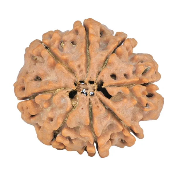 8 Mukhi Rudraksha 28mm 5.71gm - Rudraksha back