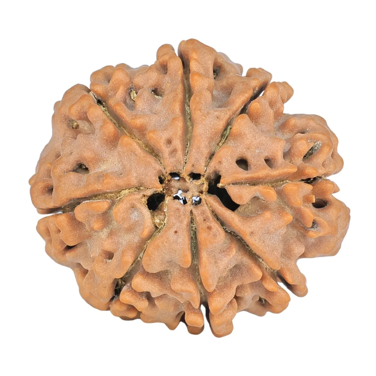 8 Mukhi Rudraksha 28mm 5.71gm - Rudraksha back