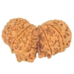 11 MK Gaurishankar 39.3mm 7.28gm - Rudraksha back